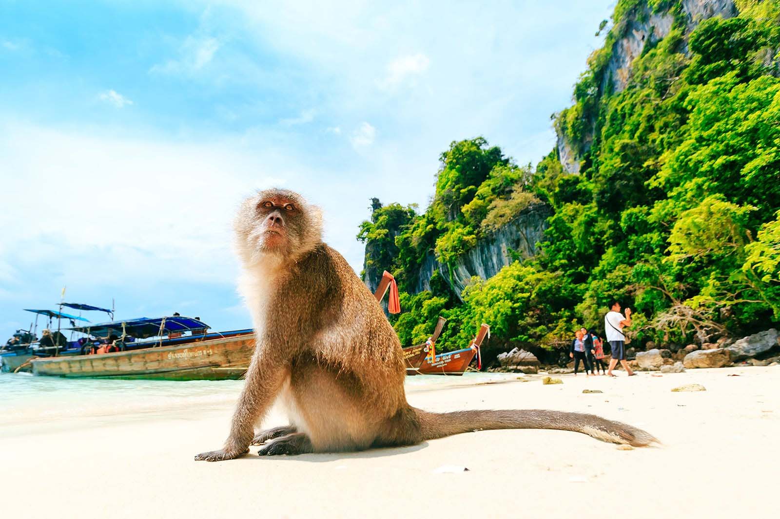Monkey Beach in phi phi island 